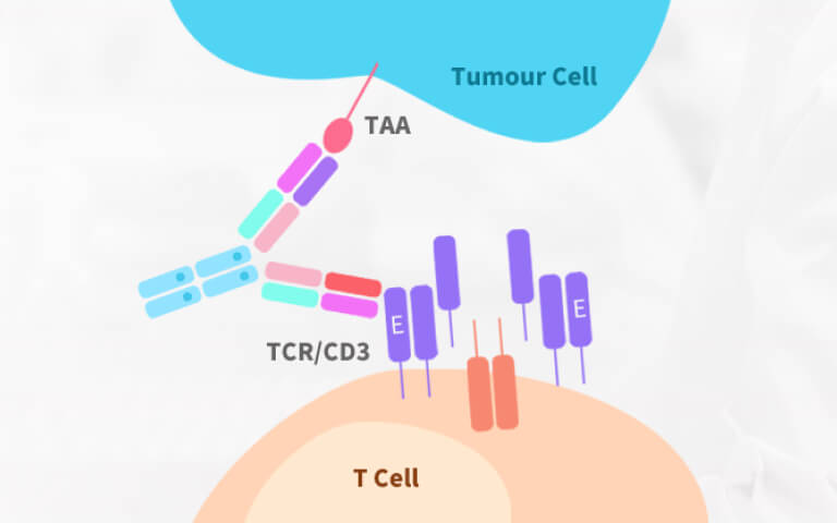 Human-Monkey Cross-Reactivity: A Cornerstone for Safer and More Effective T-Cell Engager Development